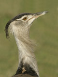 Kori Bustard Head Ardeotis Kori  Ngorongoro Crater  Tanzania  Africa