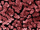 Human Red Blood Cells