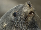 Antarctic Fur Seal (Arctocephalus Gazella) at Stromness Harbor  South Georgia