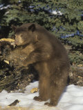 Black Bear (Ursus Americanus) Tearing a Rotten Limb in Search for Food  North America
