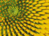 Pattern in Center of Purple Coneflower Flower  Echinacea Purpurea