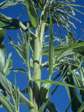 Teosinte Wild Corn from Mexico