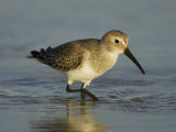 Dunlin  Calidris Alpina  Foraging  Non-Breeding Plumage  Florida  USA