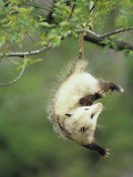 An Opossum Hangs by its Tail in Black Cherry Tree Ohio  USA