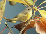 Nashville Warbler (Vermivora Ruficapilla) Eastern USA