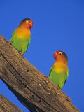 Fischer's Lovebirds  Agapornis Fischeri   Serengeti  Tanzania