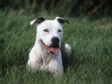 American Staffordshire Terrier Breed of Domestic Dog