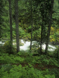 Nickel Creek Cascading Through the Forest in Mt Rainier National Park  Washington  USA
