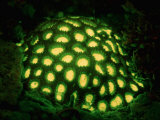 Fluorescing Hard Coral Komodo National Park  Indian Ocean