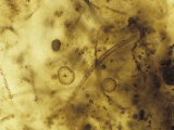 Fossil Algae from the Gunflint Chert  Ontario  Canada Brightfield
