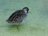 Sora  Porzana Carolina  Florida  USA