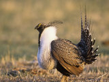 Male Greater Sage Grouse (Centrocercus Urophasianus) Mating Display on Lek  Wyoming  USA