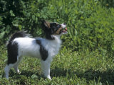 Papillon Variety of Domestic Dog