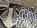 Close-Up of a Gaboon Viper Shedding its Skin  Bitis Gabonica  East Africa