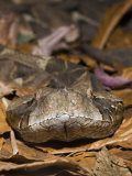 Gaboon Viper Head (Bitis Gabonica)  Gabon