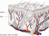 Medical Illustration Showing How Blood Flows Through the Arteries and Veins of the Skin