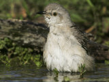 Northern Mockingbird Bathing in Water  Mimus Polyglottos  North America