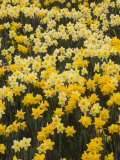 Pattern of Narcissus Flowers  Narcissus Pseudonarcissus  Louisville  Kentucky  USA