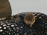 Common Loon Chick Riding on its Mother's Back  Gavia Immer  North America