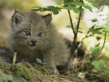 Canada Lynx Kitten  Lynx Canadensis  North America