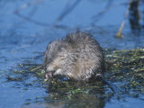 Muskrat Feeding in a Pond (Ondatra Zibethicus)  North America