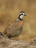 Northern Bobwhite  Colinus Virginianus  Male  Eastern USA