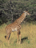 Baby Masai Giraffe  Giraffa Camelopardalis  Masai Mara  Kenya  Africa