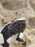 Snapping Turtle Hatching    Chelydra Serpentina