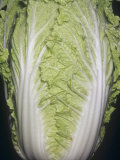 Cabbage  Chinese Cabbage  Napa (Brassica Rapa Var Pekinensis) Native to China