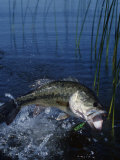 Largemouth Bass with Surface Lure Jumping