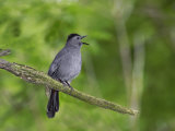 Gray Catbird  Dumetella Carolinensis  Calling  Eastern North America