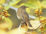 Hermit Thrush (Catharus Guttatus)  the State Bird of Vermont  USA