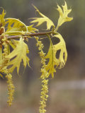 Staminate Catkins and Spring Leaves of a Turkey Oak  Quercus Laevis  Eastern USA