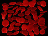 Red Blood Cells or Erythocytes Showing their Flattened and Biconcave Shape