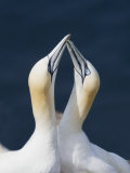 Northern Gannet  Morus Bassanus  Greeting Ceremony around the Nest  North America