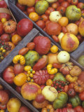 Harvest of Genetically Diverse Heirloom Tomato Varieties