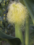 Corn Silk Is the Female Flower of the Corn Plant  Zea Mays