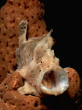 Longlure Frogfish with its Mouth Open for Prey (Antennarius Multiocellatus)  Caribbean