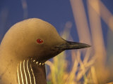 Pacific Loon Head (Gavia Pacifica)  Alaska  USA