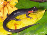 Jordan's Salamander (Plethodon Jordani)  Red Cheek Phase  Eastern North America