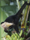 White-Faced Capuchin Monkey Eating Bananas  Cebus Capucinus  Costa Rica