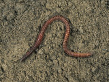 Redworm  Brandling or Tiger Worm (Eisenia Foetida) on Soil Surface