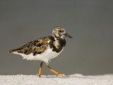 Ruddy Turnstone  Arenaria Interpres  North America