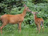 White-Tailed Fawn Nipping Mother's Nose