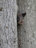 Black Bear Cub Peeking from Behind Tree