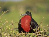 Male Great Frigatebird Displaying  Fregata Minor  Genovesa Island  Galapagos Islands