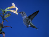 Anna's Hummingbird  Calypte Anna  North America