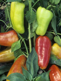 A Variety of Colorful Peppers  Capsicum Annuum
