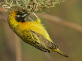 Lesser Masked Weaver Male at its Nest  Ploceus Intermedius  Lake Baringo  Kenya  Africa