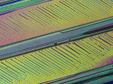Polarized View of Oxalic Acid Crystals